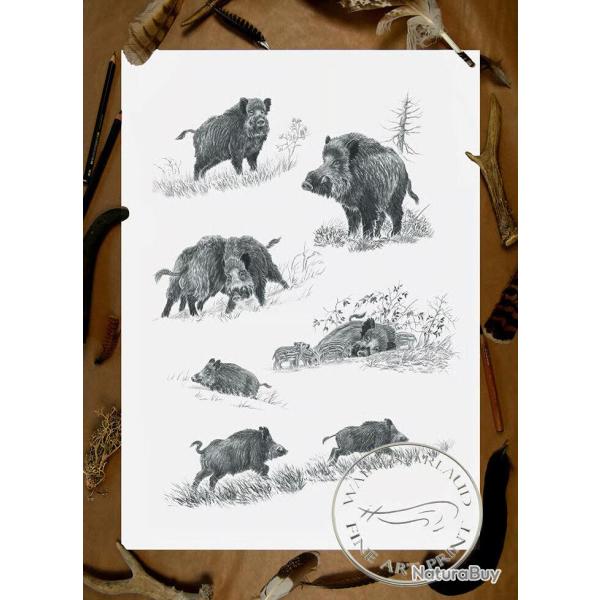 Tirage fine art �tude Sanglier - 40 x 60 cm