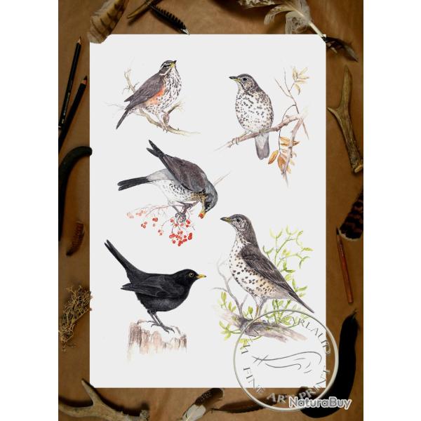 Tirage fine art �tude Turdid�s - 40 x 60 cm