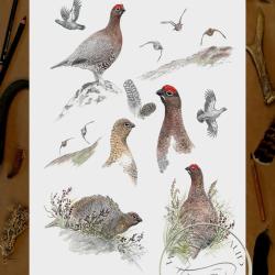 Tirage fine art Grouse - 30 x 40 cm