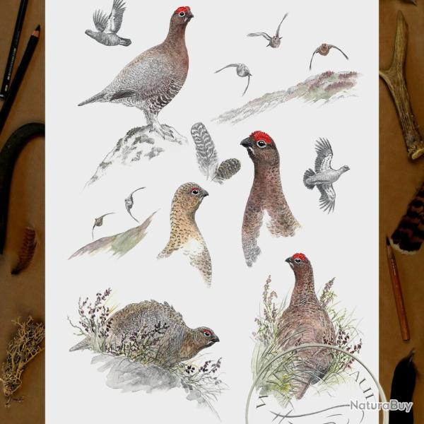 Tirage fine art Grouse - 40 x 60 cm