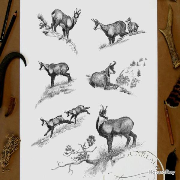 Tirage fine art Isard - 30 x 40 cm