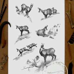 Tirage fine art Isard - 40 x 60 cm