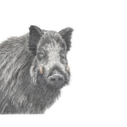 Tirages d'art "Regards sauvages" - Sanglier