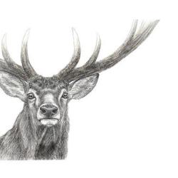Tirages d'art "Regards sauvages" - Cerf