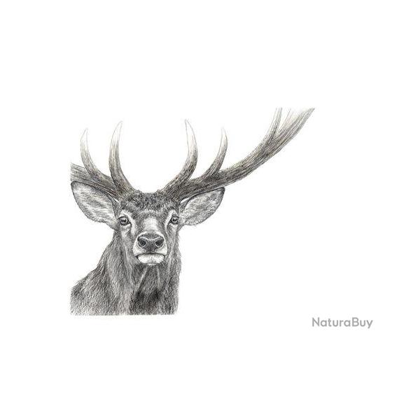 Tirages d'art "Regards sauvages" - Cerf