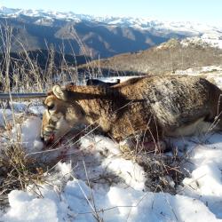 Chasse &agrave; l'approche du Mouflon Femelle