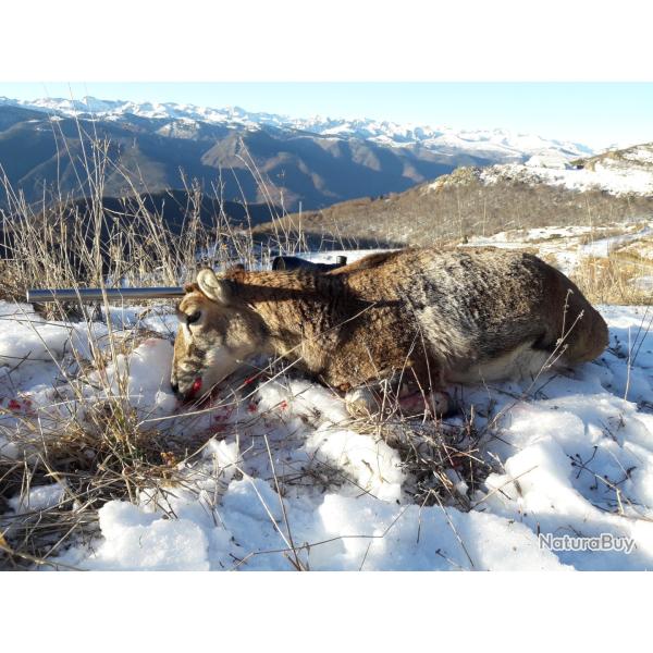 Chasse � l'approche du Mouflon Femelle