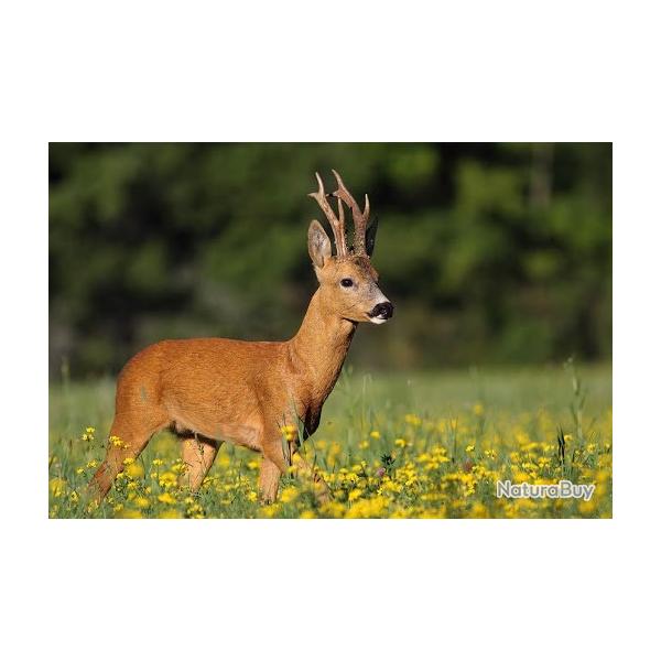 Bracelet de chevreuil action de chasse