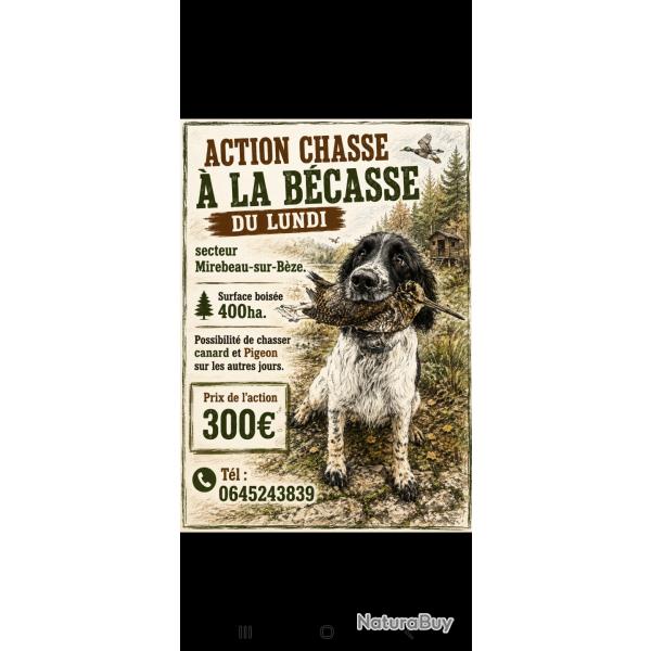 Chasse de la b�casse C�te-d'Or