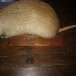 Myocastor ou Rat Gondin avec crane