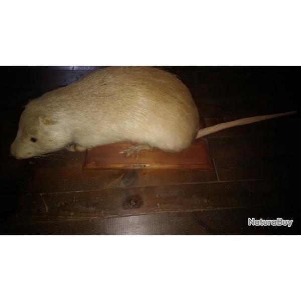 Myocastor ou Rat Gondin avec crane