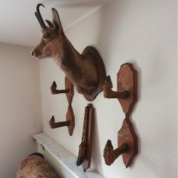 Lot de Troph&eacute;es de chasses