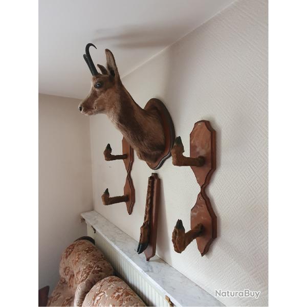 Lot de Troph�es de chasses