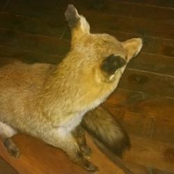 Renard