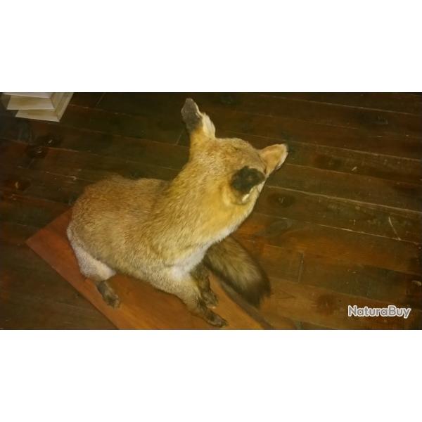 Renard