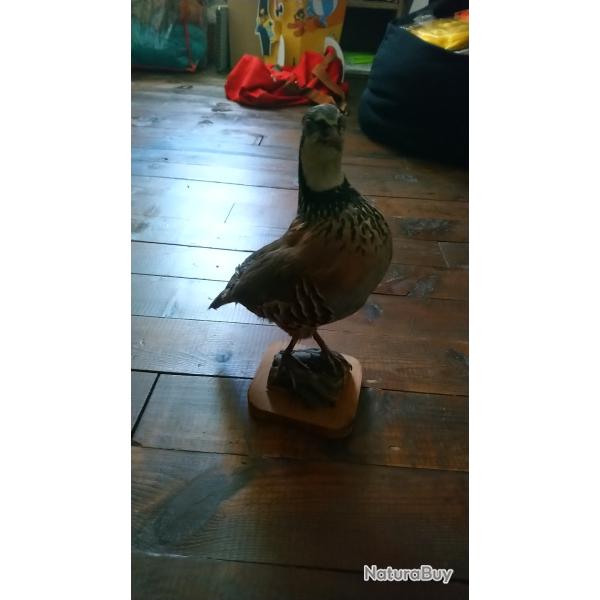 B�casse