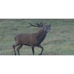 Vend 1 Collier de Cerf CEMA &agrave; l'approche en P&eacute;rigord Noir avec 1 journ&eacute;e de chasse en battue incluse