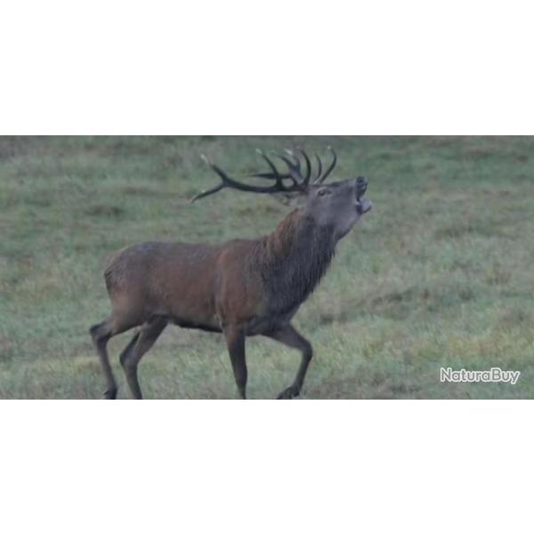 Vend 1 Collier de Cerf CEMA � l'approche en P�rigord Noir avec 1 journ�e de chasse en battue incluse