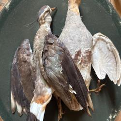 Oiseaux empaill&eacute;s