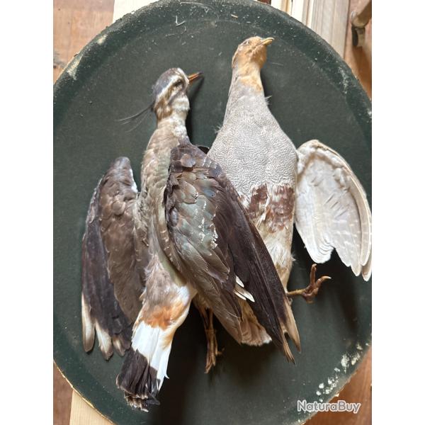 Oiseaux empaill�s