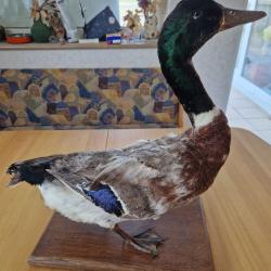 Taxidermie ancienne Canard colvert Fran&ccedil;ais Troph&eacute;e empaill&eacute; Oiseau Adulte M&acirc;le Colvert