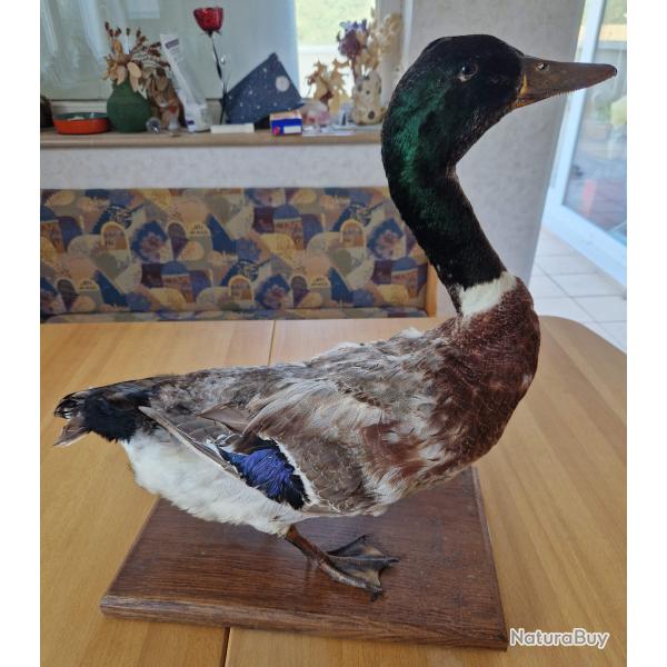 Taxidermie ancienne Canard colvert Fran�ais Troph�e empaill� Oiseau Adulte M�le Colvert
