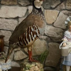 Ancienne Perdrix Rouge Naturalis&eacute;e sur Socle - Taxidermie de Collection Vintage