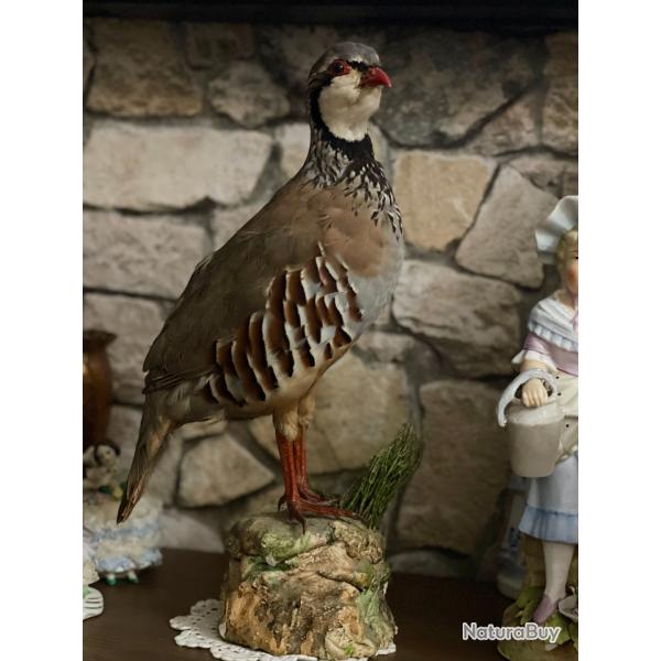 Ancienne Perdrix Rouge Naturalis�e sur Socle - Taxidermie de Collection Vintage