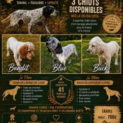 vente chiots dsetter anglais