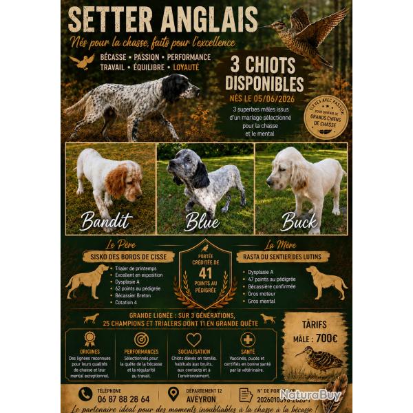 vente chiots dsetter anglais