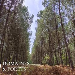 Propri&eacute;t&eacute; Foresti&egrave;re dans  le Maine-et-Loire (49) d'environ 57 hectares DF-2023-A