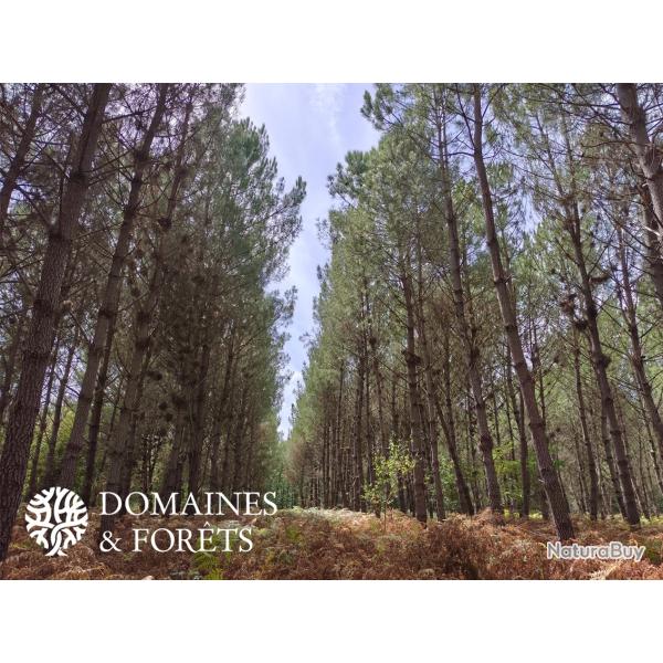 Propri�t� Foresti�re dans  le Maine-et-Loire (49) d'environ 57 hectares DF-2023-A