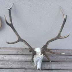 Massacre de cerf 10 corps