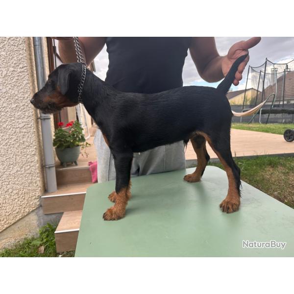 Chiot jagdterrier m�le