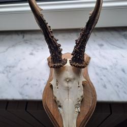 T&ecirc;te de brocad Bois de brocard