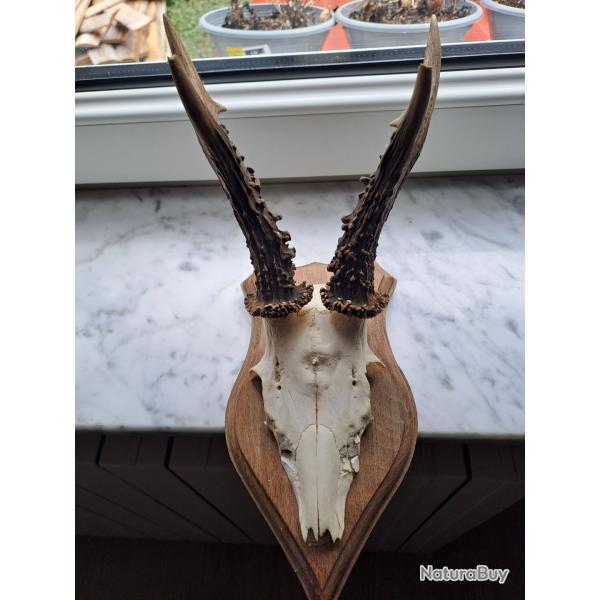 T�te de brocad Bois de brocard