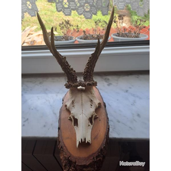 Troph�e de brocard