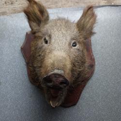 t&ecirc;te de sanglier