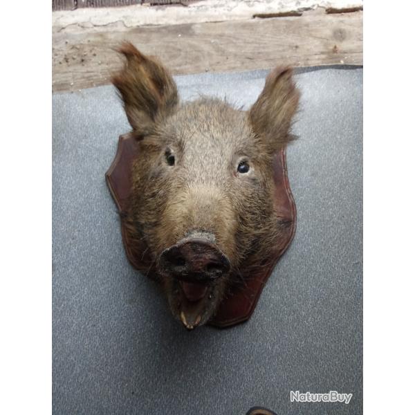 t�te de sanglier
