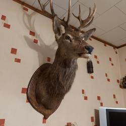 t&ecirc;te de cerf avec cou naturalis&eacute;e