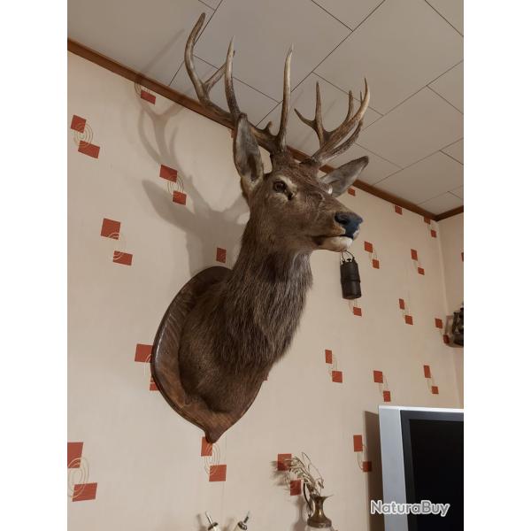 t�te de cerf avec cou naturalis�e