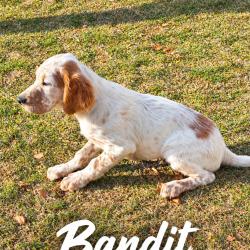 chiot setter anglais