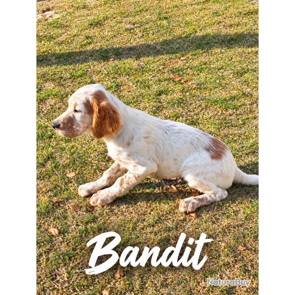 chiot setter anglais