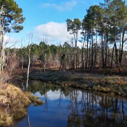 Chasse &agrave; la b&eacute;casse dans les Landes - Au coeur des remises landaises