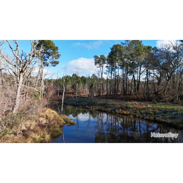 Chasse � la b�casse dans les Landes - Au coeur des remises landaises