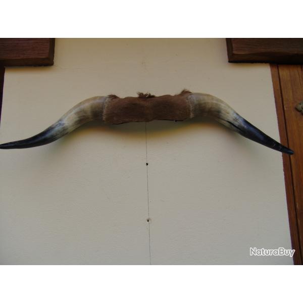 cornage de boeuf mural ou int�rieur de Kangoo a scratch� au milieux du tableau de bord