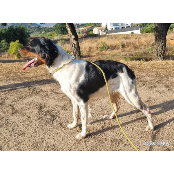 �pagneul breton LOF