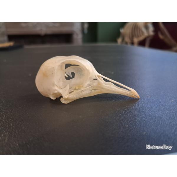 Cr�ne de pigeon #01069(1)