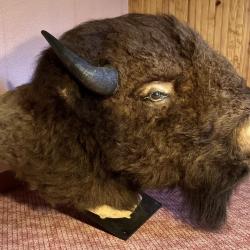 TETE DE BISON D'AMERIQUE NATURALISEE