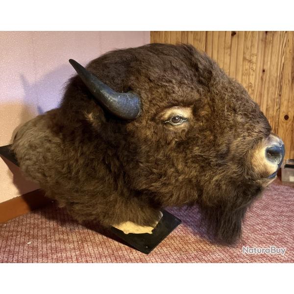 TETE DE BISON D'AMERIQUE NATURALISEE